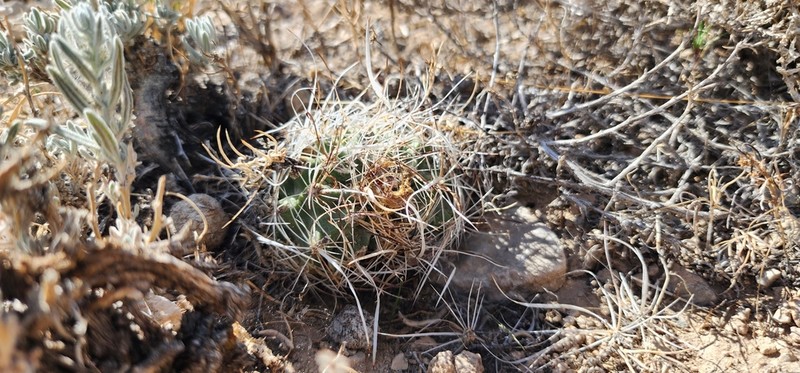 Desert Valley Fishhook Cactus photo 6