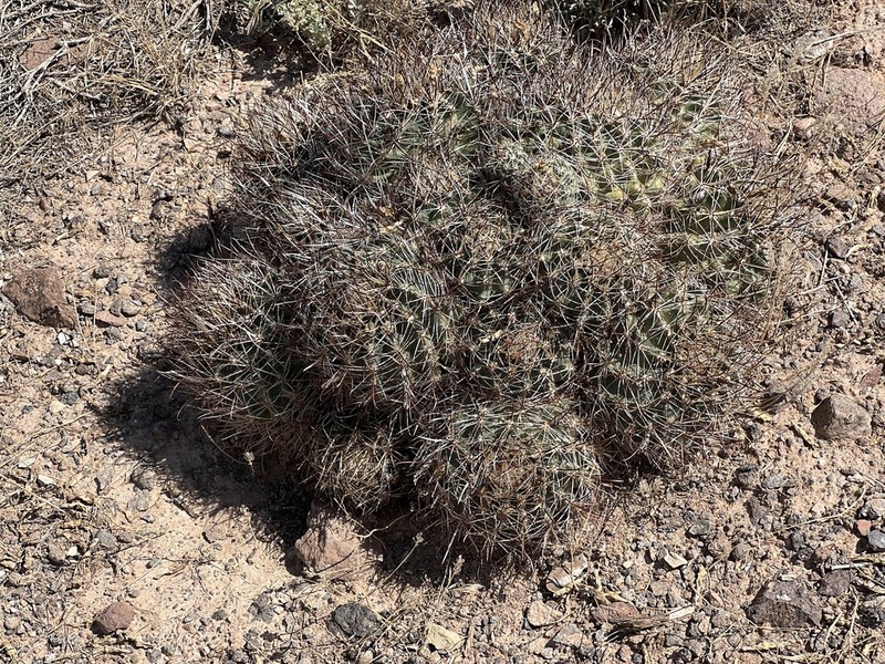 Desert Valley Fishhook Cactus photo 7