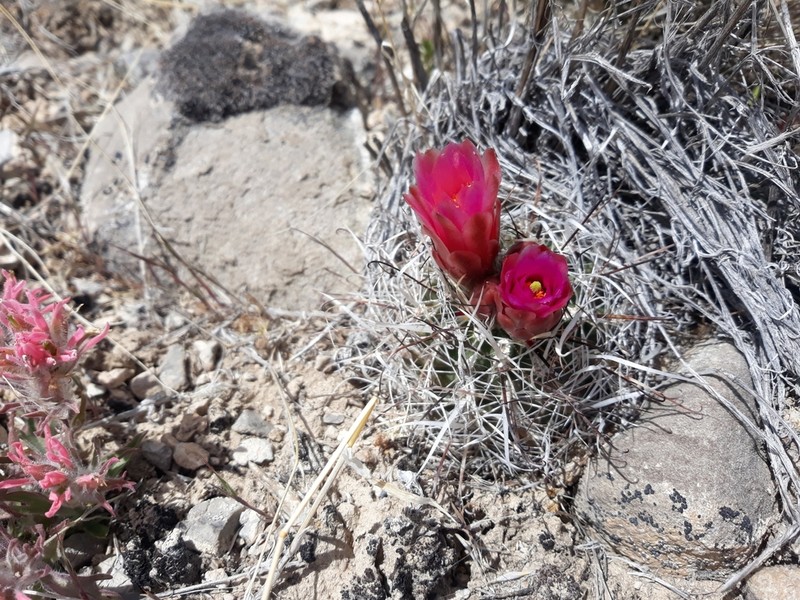 Desert Valley Fishhook Cactus photo 8