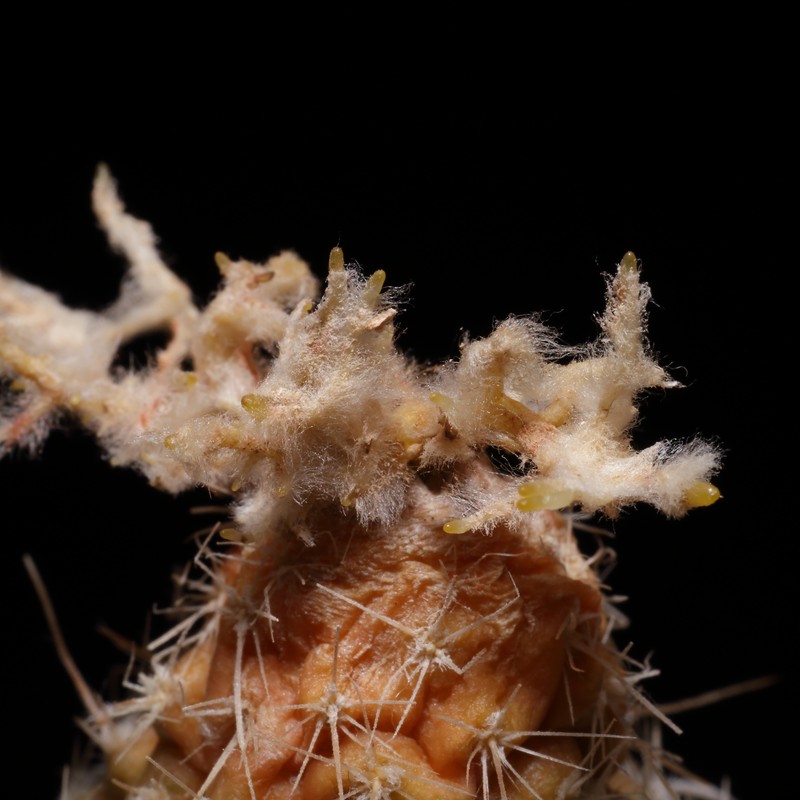 Desert Valley Fishhook Cactus