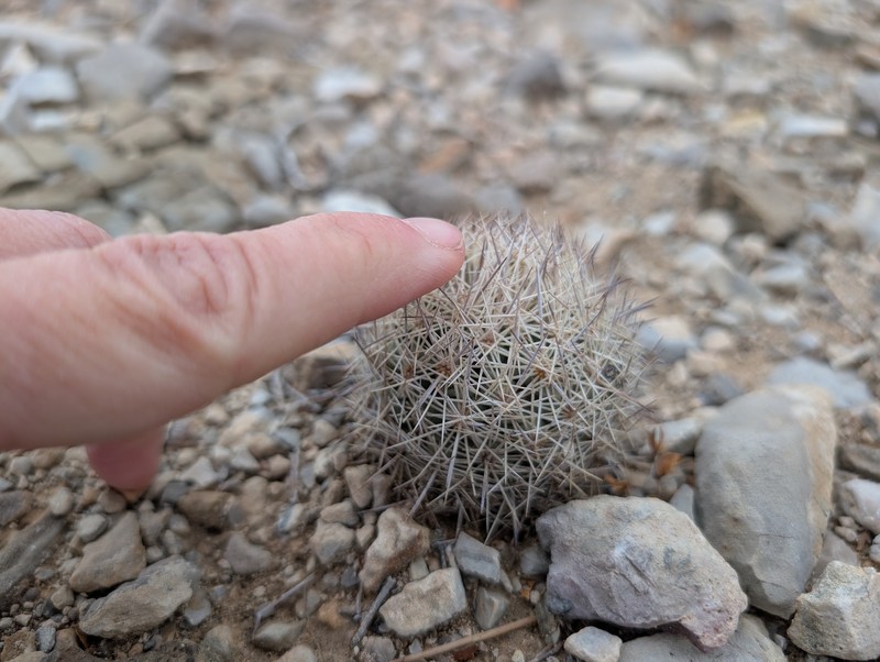 Top Cactus