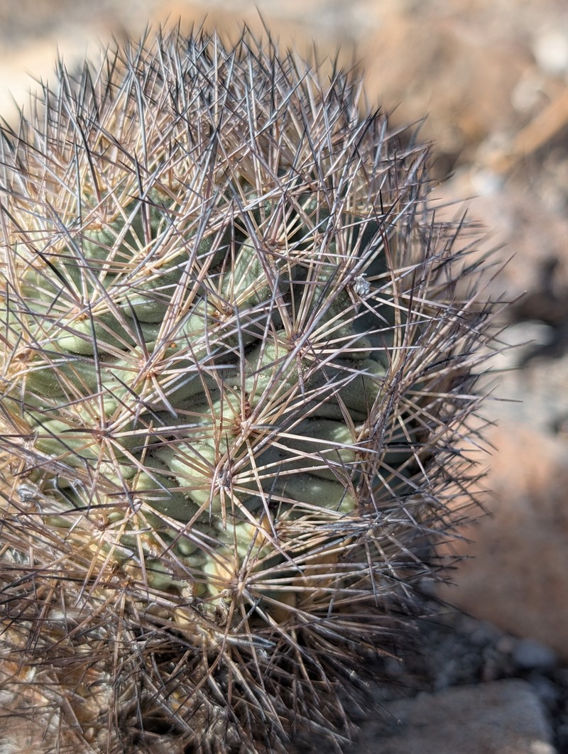 Top Cactus photo 2