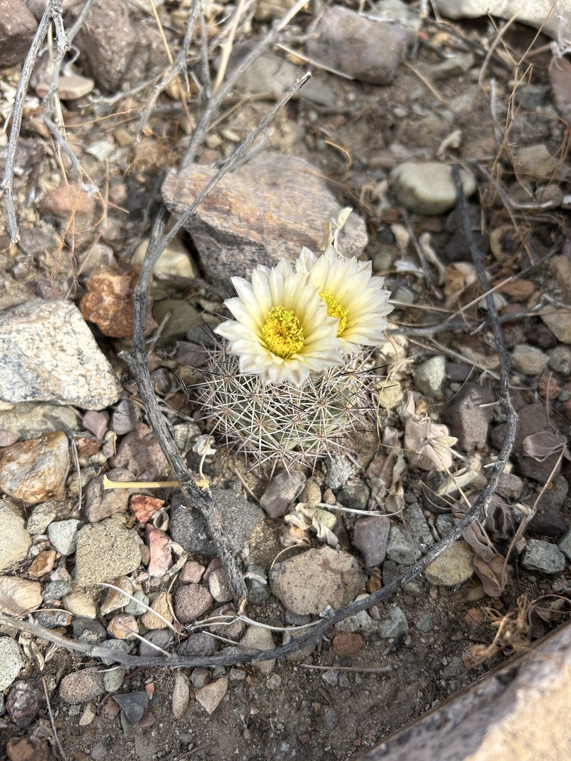 Top Cactus photo 4