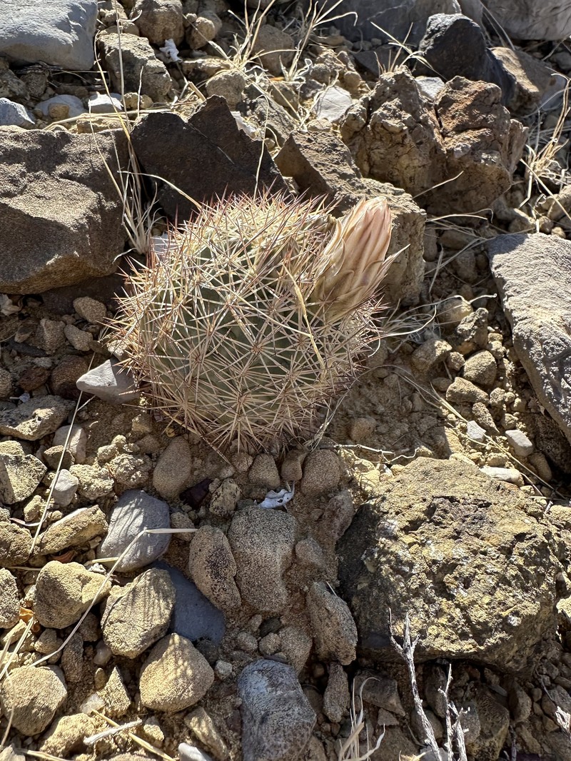 Warnock's Fishhook Cactus photo 3
