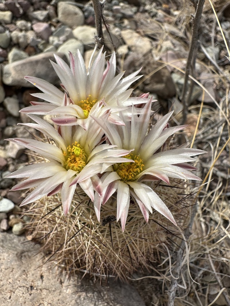 Warnock's Fishhook Cactus photo 5