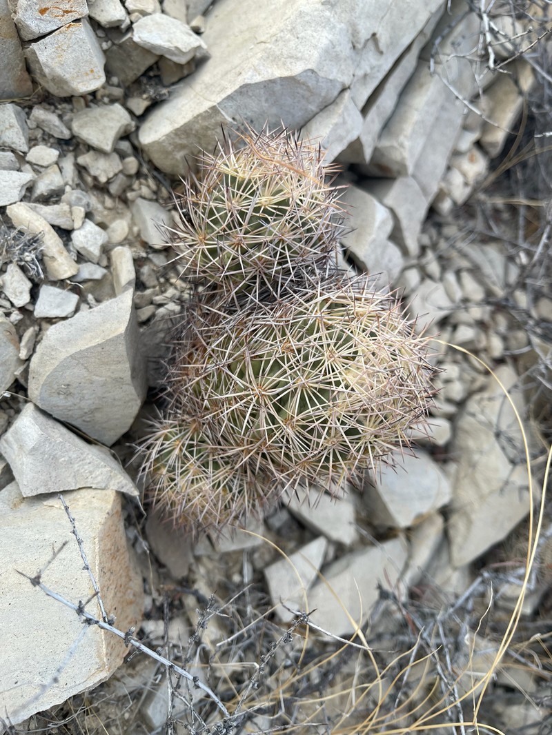 Warnock's Fishhook Cactus photo 6