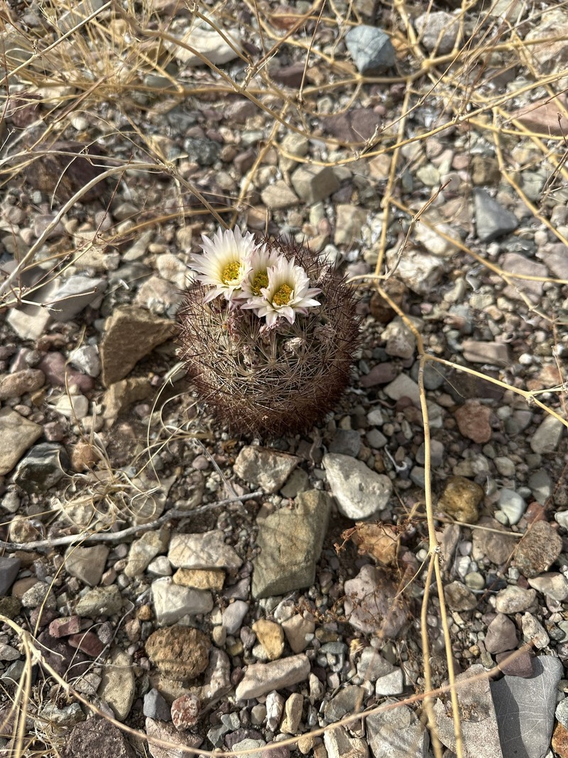 Warnock's Fishhook Cactus photo 7