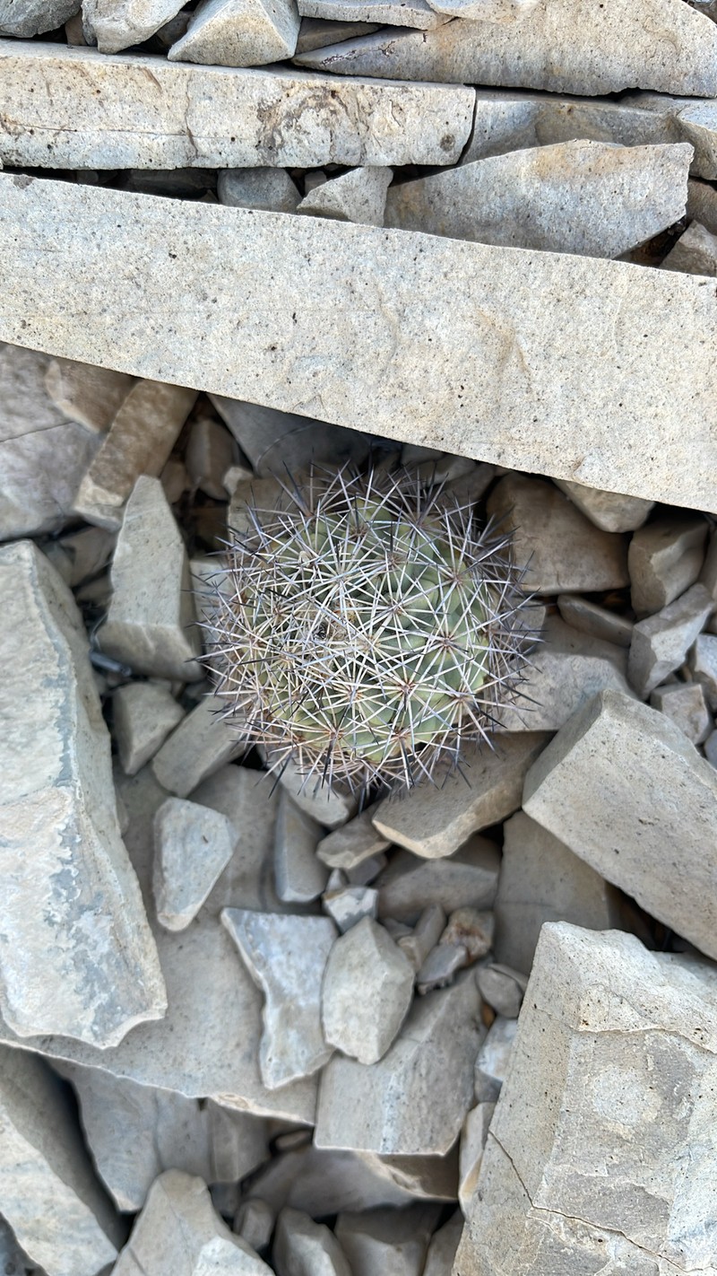 Warnock's Fishhook Cactus photo 8