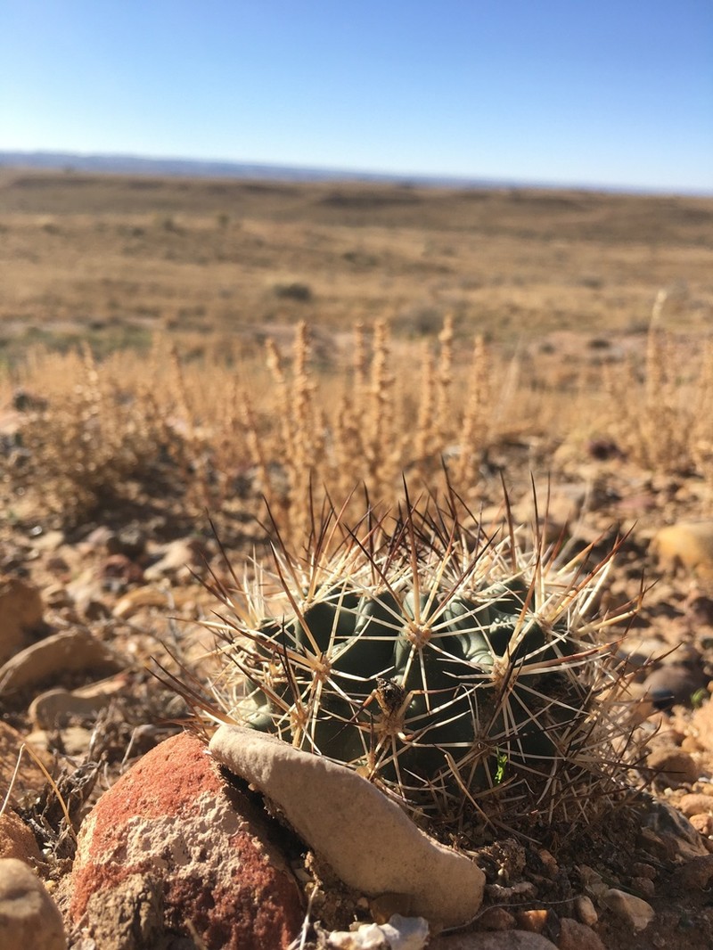 Uinta Basin Hookless Cactus photo 2