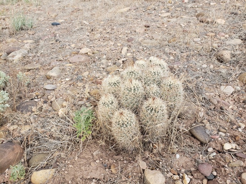 Uinta Basin Hookless Cactus photo 3