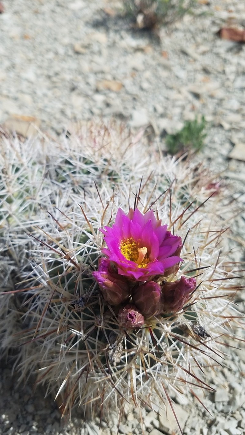Uinta Basin Hookless Cactus photo 4
