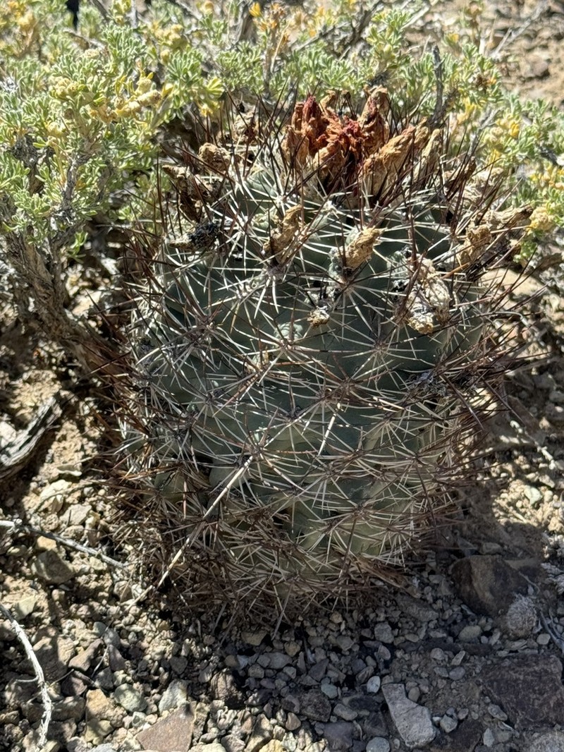 Uinta Basin Hookless Cactus photo 5
