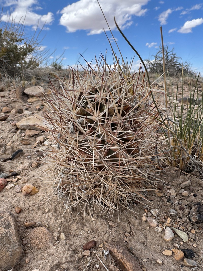 Uinta Basin Hookless Cactus photo 6
