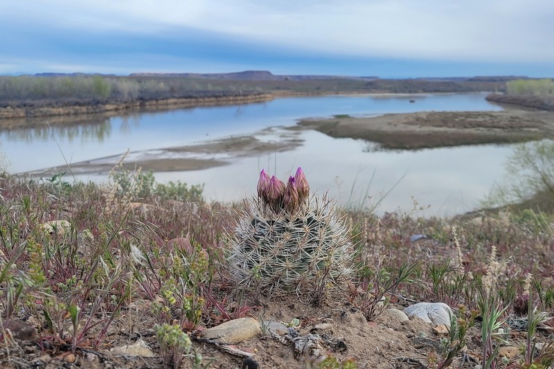 Uinta Basin Hookless Cactus photo 7