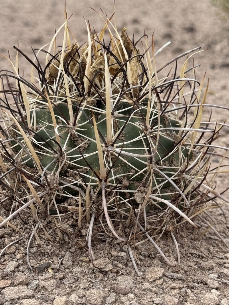 Whipple's Fishhook Cactus