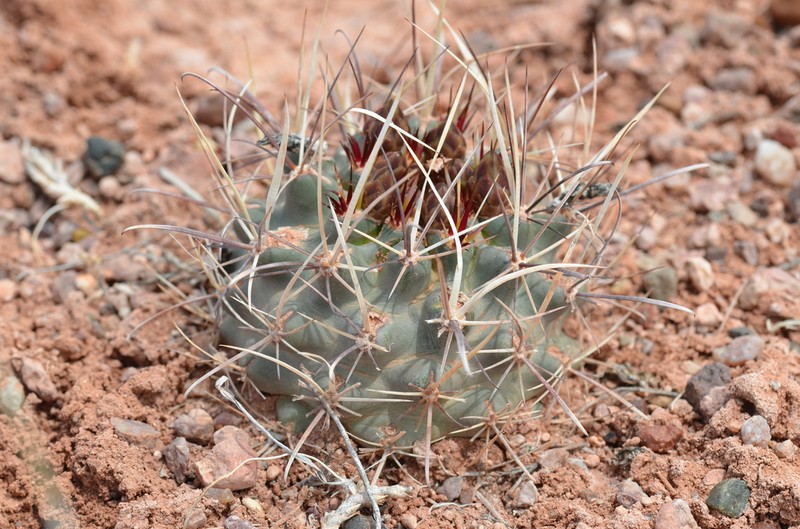 Whipple's Fishhook Cactus photo 2
