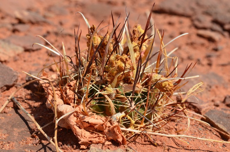 Whipple's Fishhook Cactus photo 3