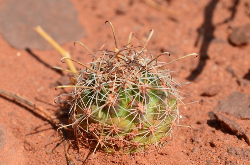 Whipple's Fishhook Cactus photo 4