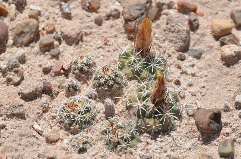 Whipple's Fishhook Cactus photo 5