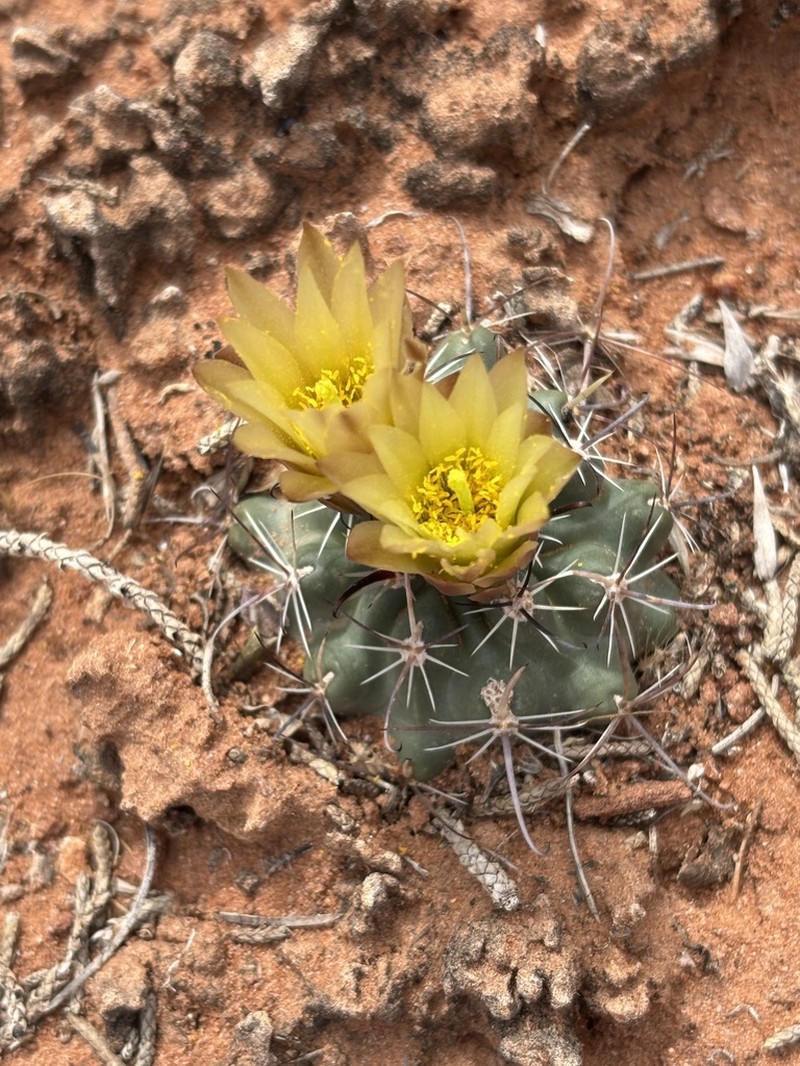 Whipple's Fishhook Cactus photo 6