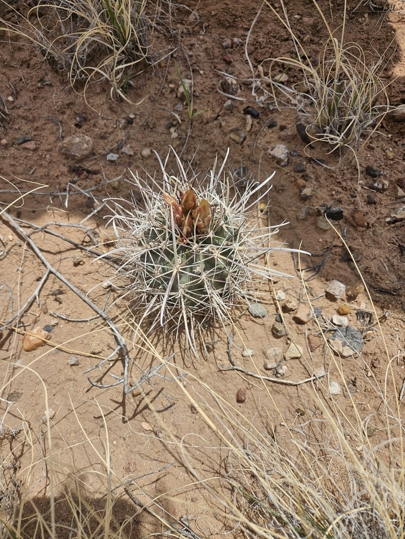 Whipple's Fishhook Cactus photo 7