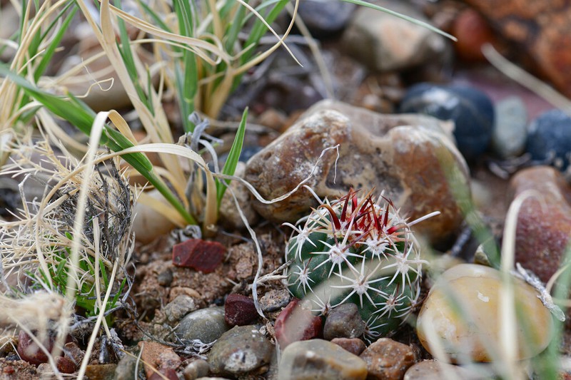 Whipple's Fishhook Cactus photo 8