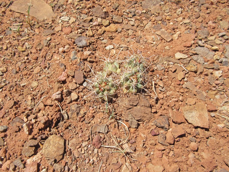Whipple's Fishhook Cactus photo 6