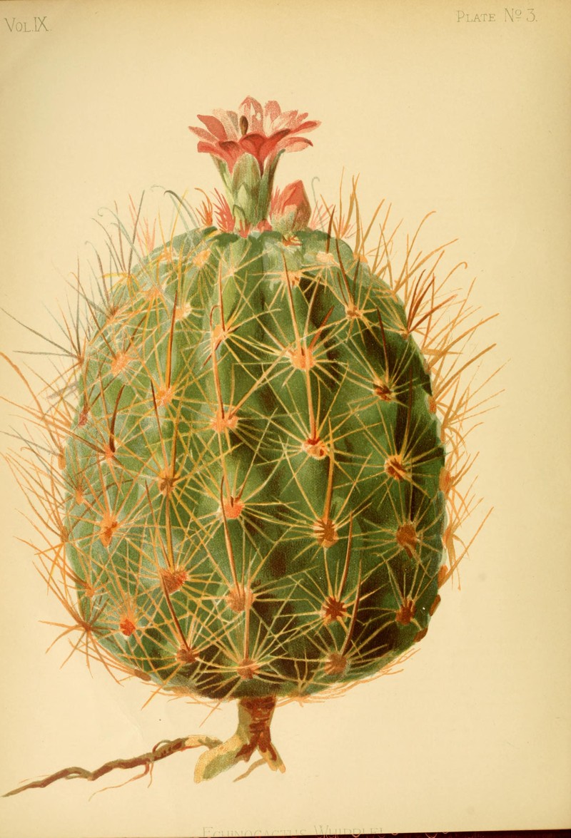 Whipple's Fishhook Cactus