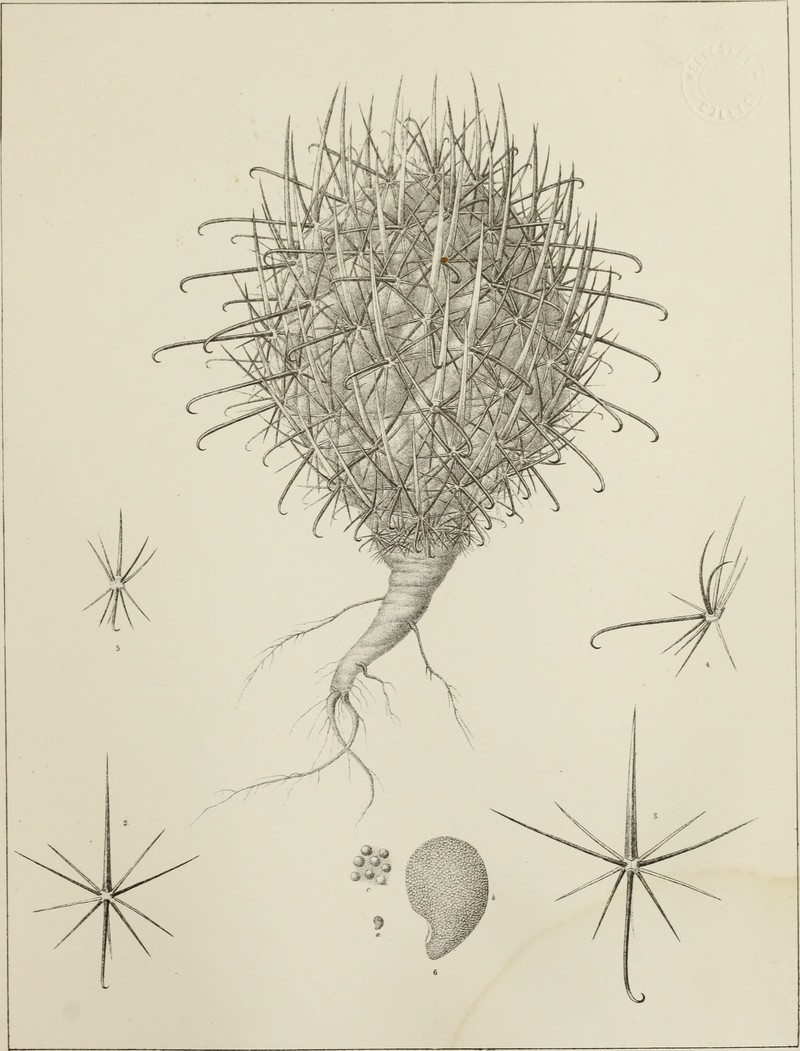 Whipple's Fishhook Cactus photo 4
