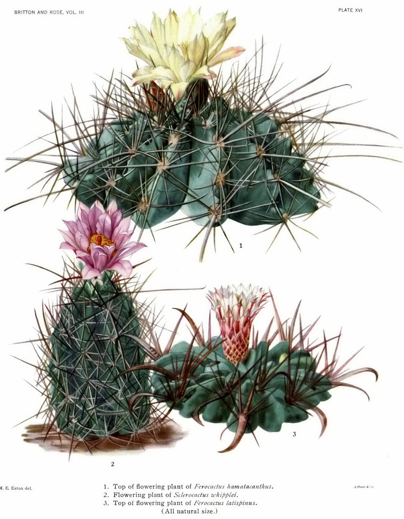 Whipple's Fishhook Cactus photo 5
