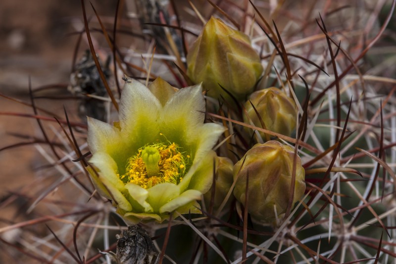 Whipple's Fishhook Cactus photo 2