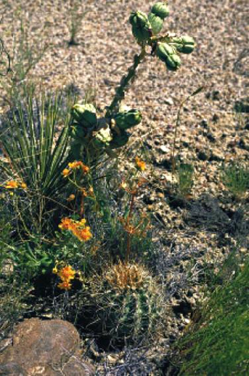 Whipple's Fishhook Cactus photo 3