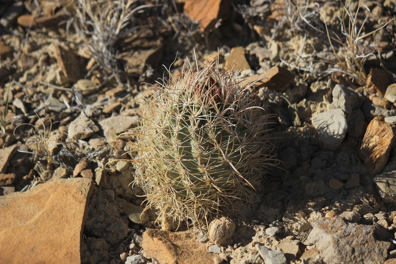 Wright's Fishhook Cactus photo 2