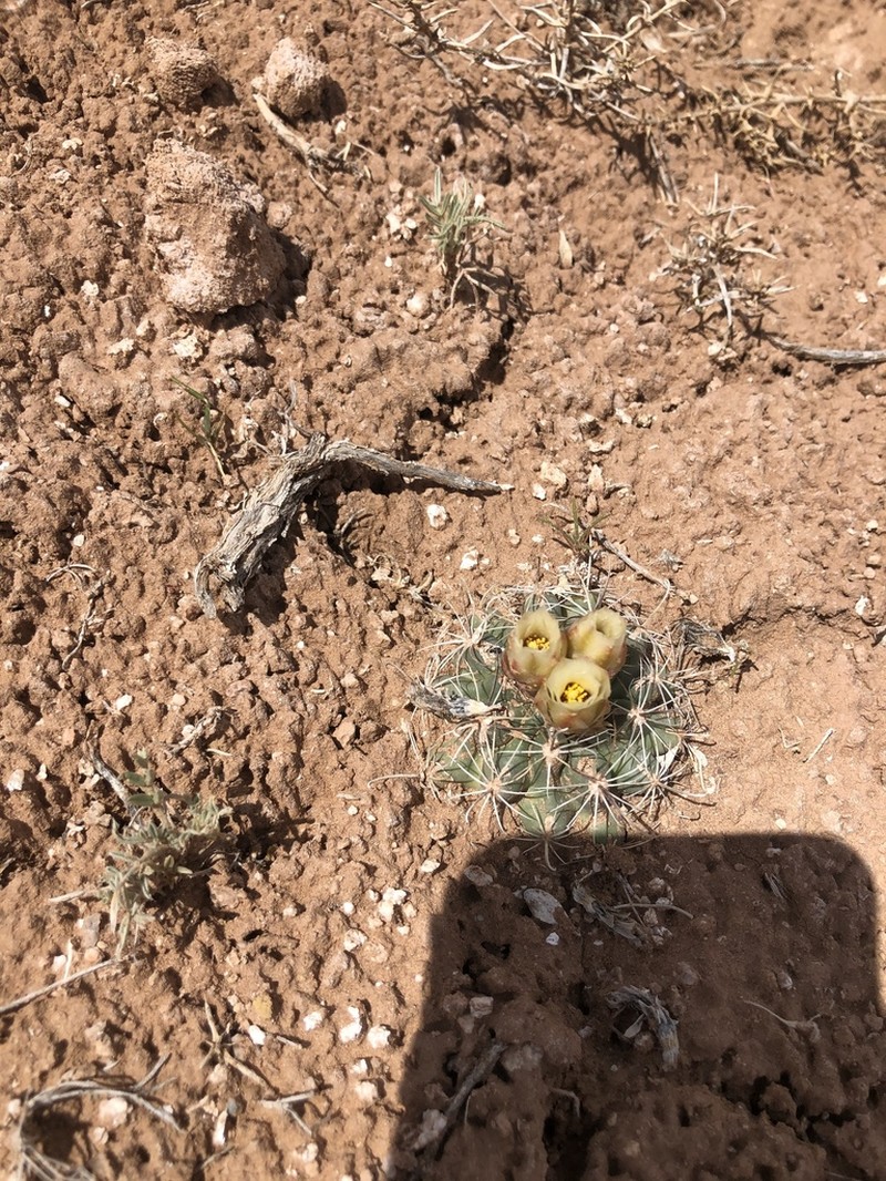 Wright's Fishhook Cactus photo 3
