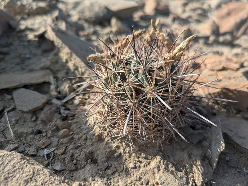 Wright's Fishhook Cactus photo 4