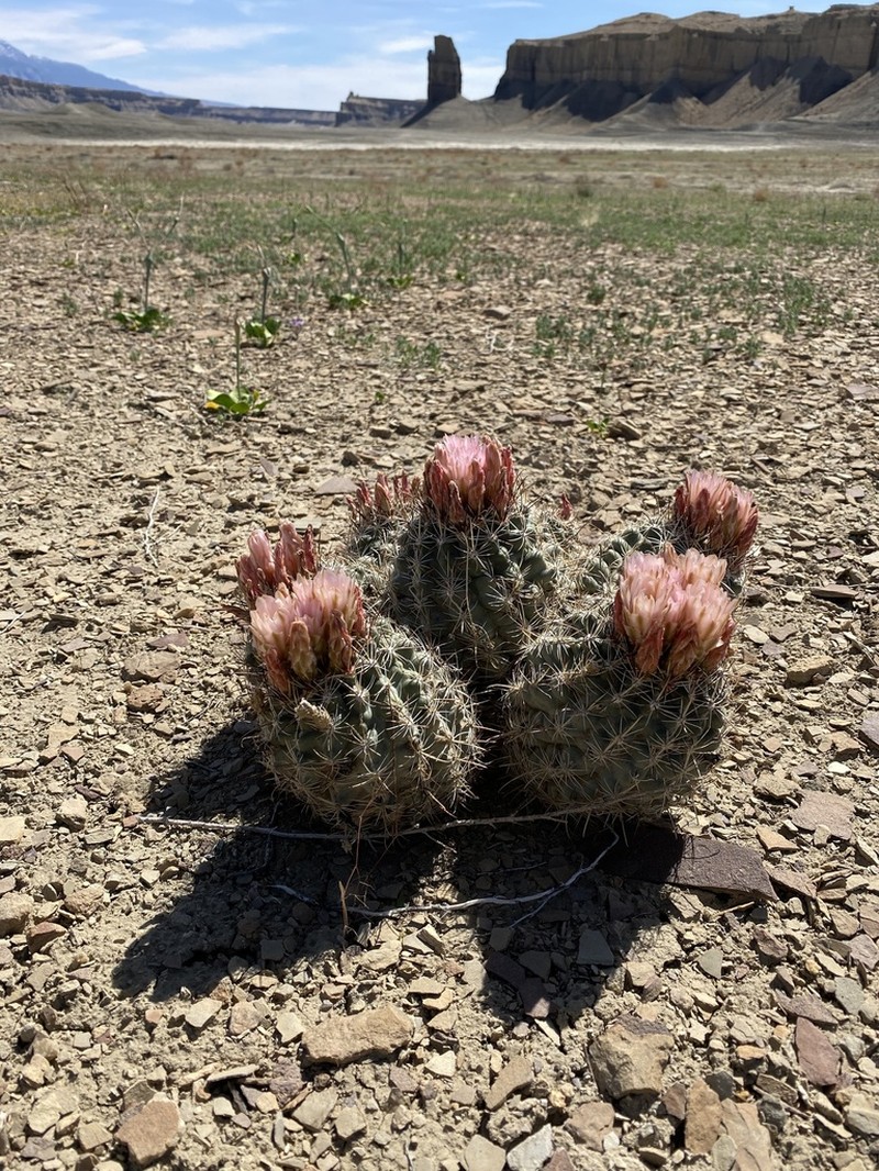 Wright's Fishhook Cactus photo 6