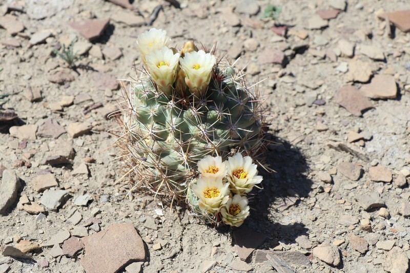 Wright's Fishhook Cactus photo 7
