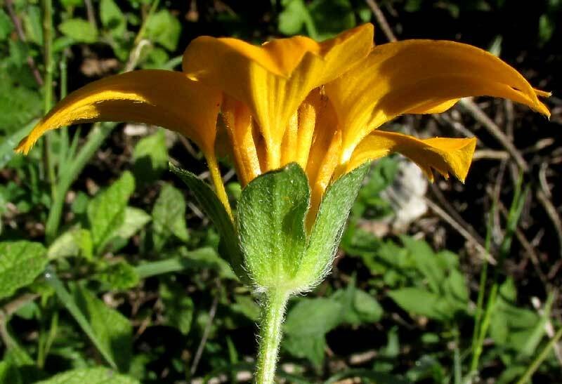 Sclerocarpus divaricatus