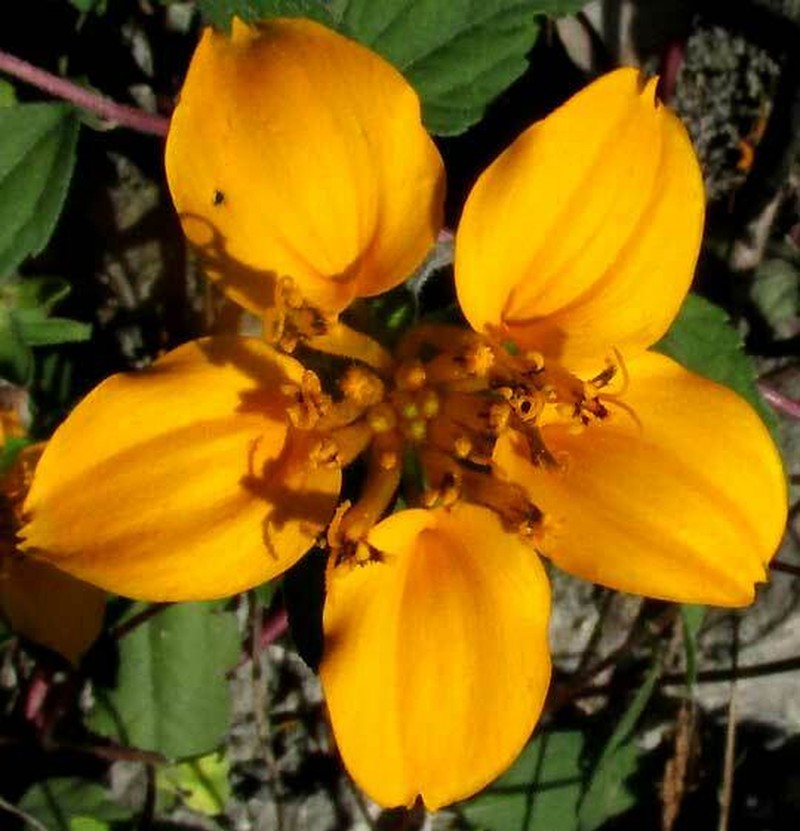 Sclerocarpus divaricatus photo 2
