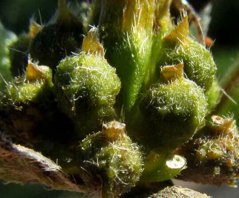 Sclerocarpus divaricatus photo 4