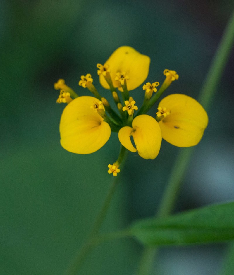 Sclerocarpus papposus photo 2