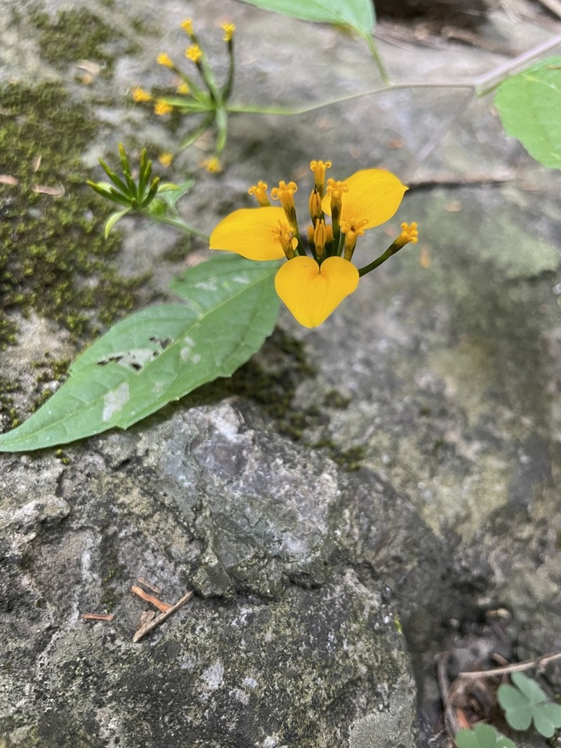 Sclerocarpus papposus photo 3