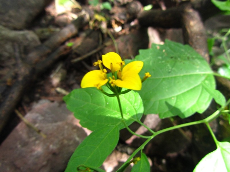 Sclerocarpus papposus photo 4