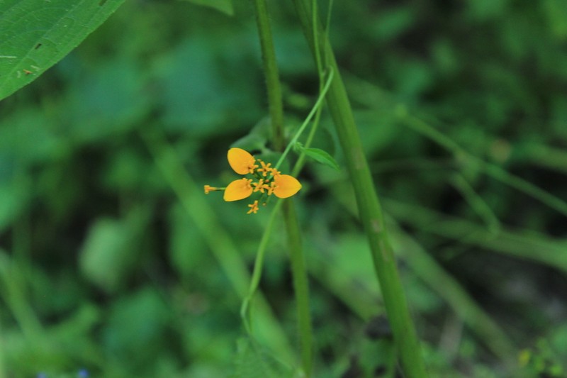 Sclerocarpus papposus photo 5
