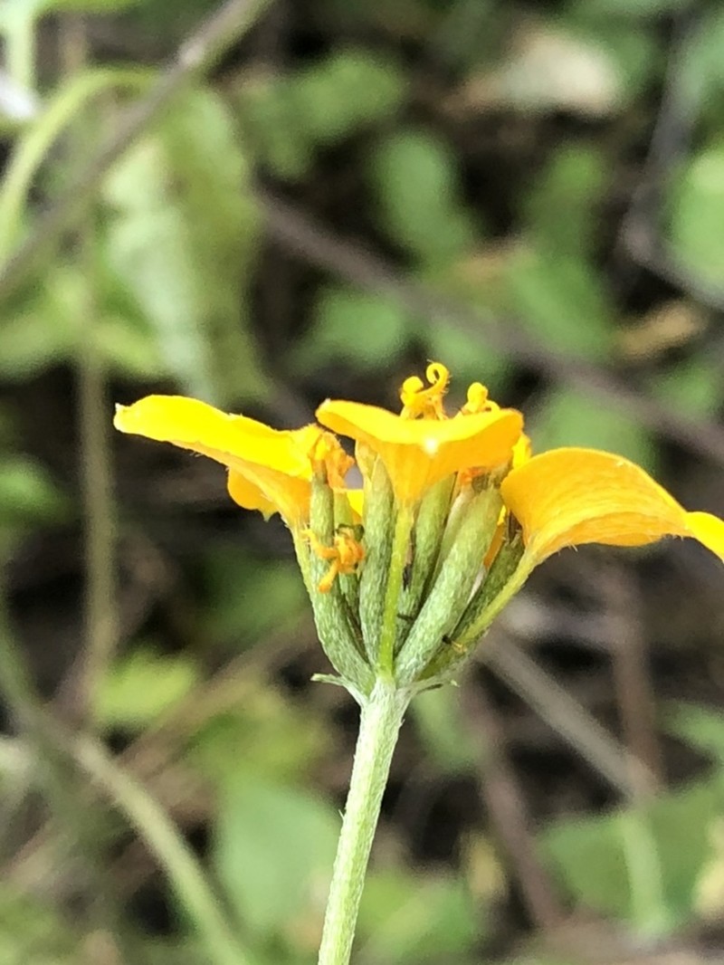 Sclerocarpus papposus photo 8