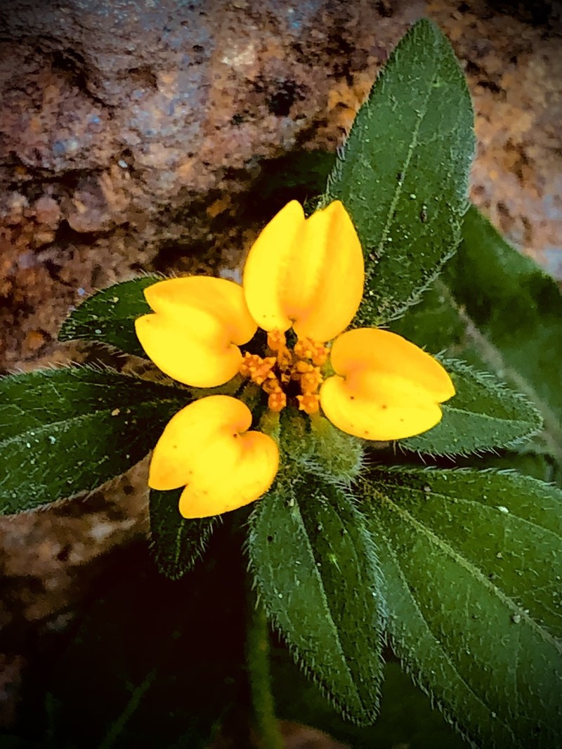 Sclerocarpus phyllocephalus photo 2