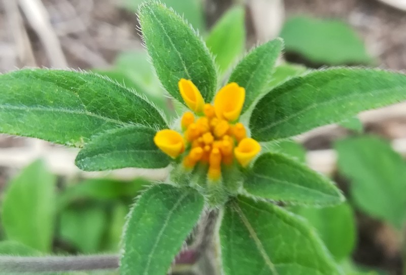 Sclerocarpus phyllocephalus photo 3