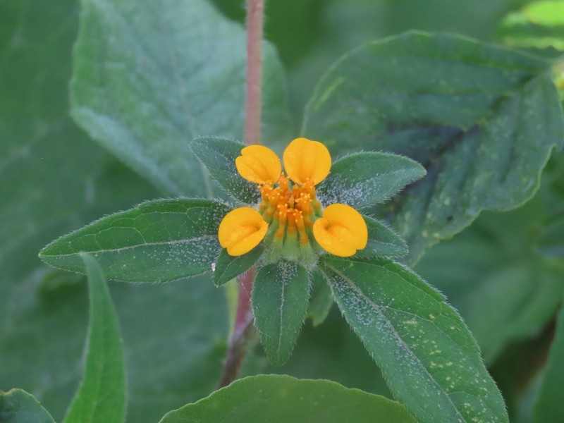 Sclerocarpus phyllocephalus photo 4