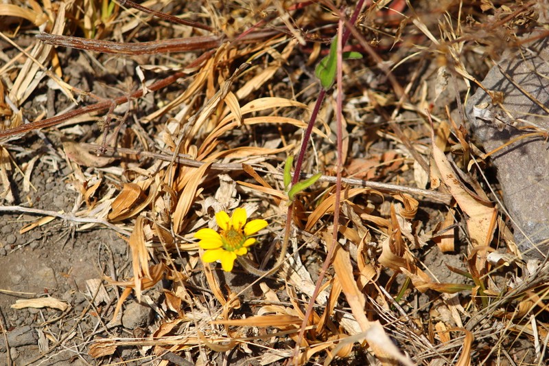 Sclerocarpus sessilifolius photo 2