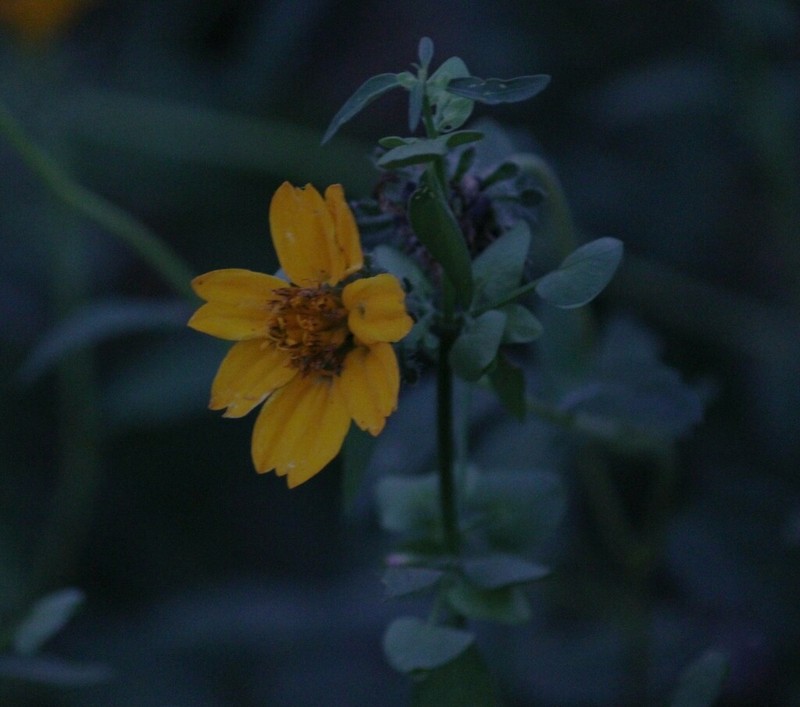Sclerocarpus spatulatus